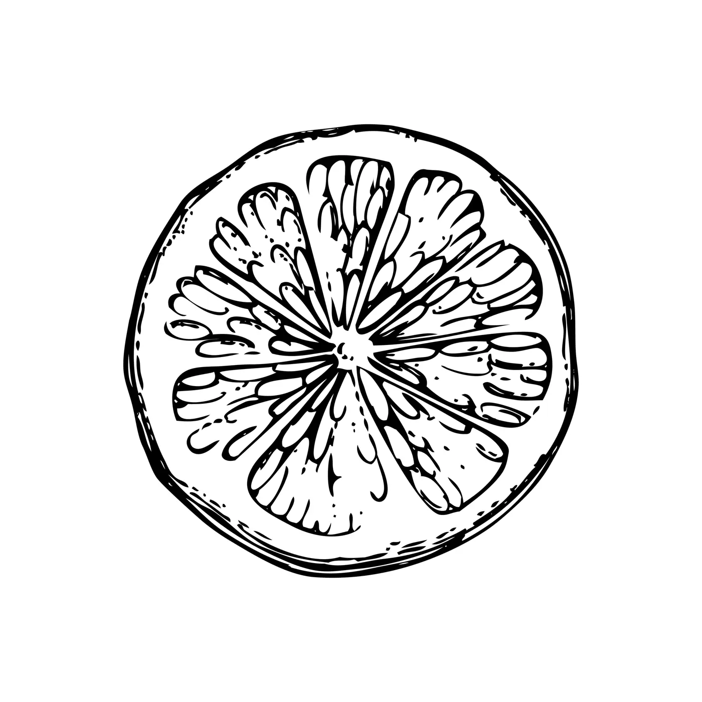 Vintage lime sketch. Citrus fruit hand-drawn vector illustration. Exotic plant drawing in engraved style. Botanical design element. NOT AI-generated Illustration
